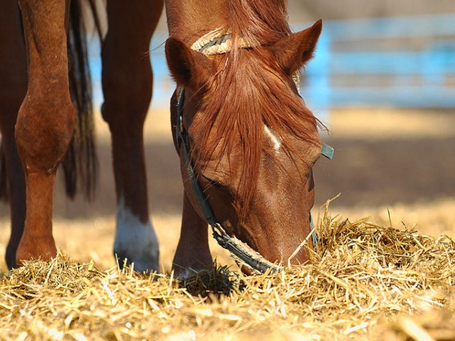 Содержание лошадей в Боровске | ЗооТом портал о животных