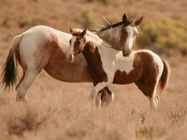 Интересные факты лошадях в Боровске | ЗооТом портал о животных