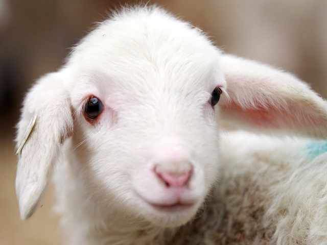 Овцы и бараны в Боровске | ЗооТом портал о животных