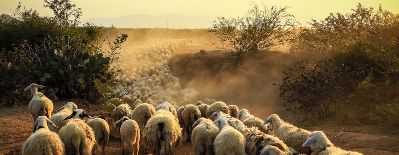 Все об овцах в Боровске | ЗооТом портал о животных