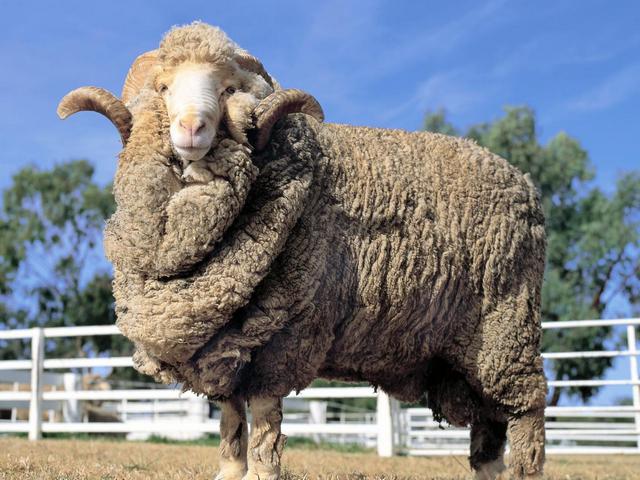 Породы овец в Боровске | ЗооТом портал о животных