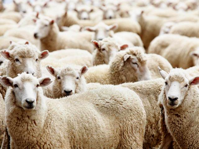 Породы овец в Боровске | ЗооТом портал о животных