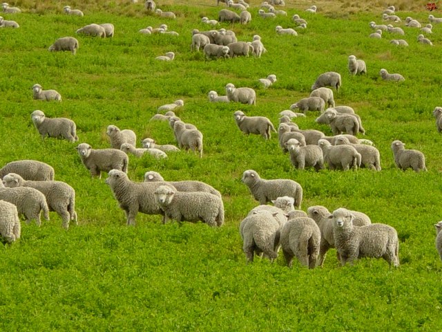 Содержание овец и уход за ними в Боровске | ЗооТом портал о животных