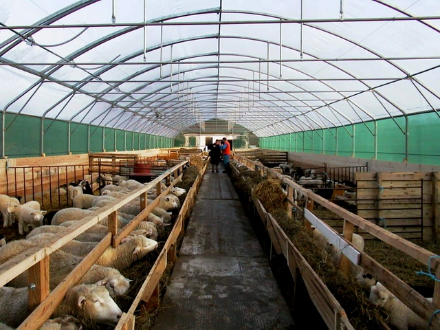Содержание овец и уход за ними в Боровске | ЗооТом портал о животных