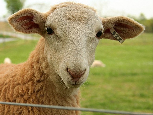 Статьи об овцах в Боровске | ЗооТом портал о животных