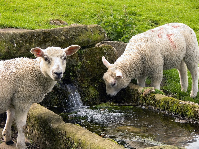 Статьи об овцах в Боровске | ЗооТом портал о животных