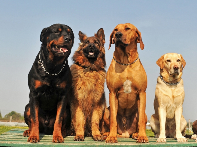 Крупные породы собак в Боровске | ЗооТом портал о животных