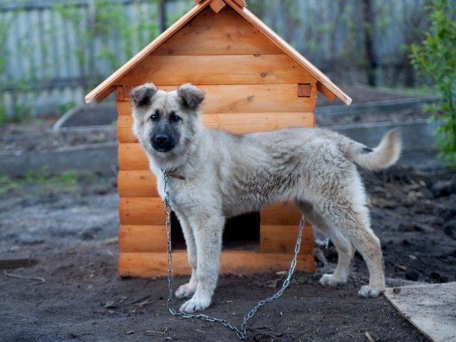 Все о собаках в Боровске