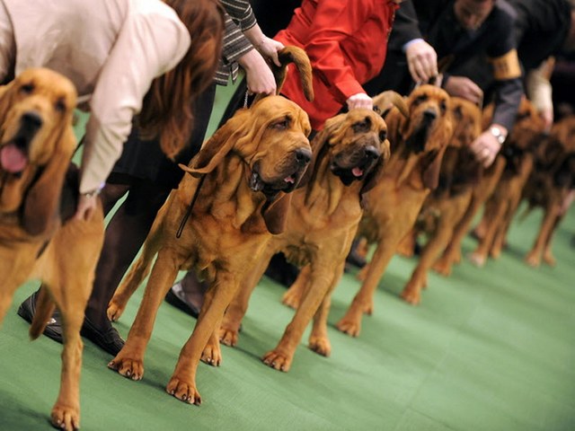 Выставки собак в Боровске