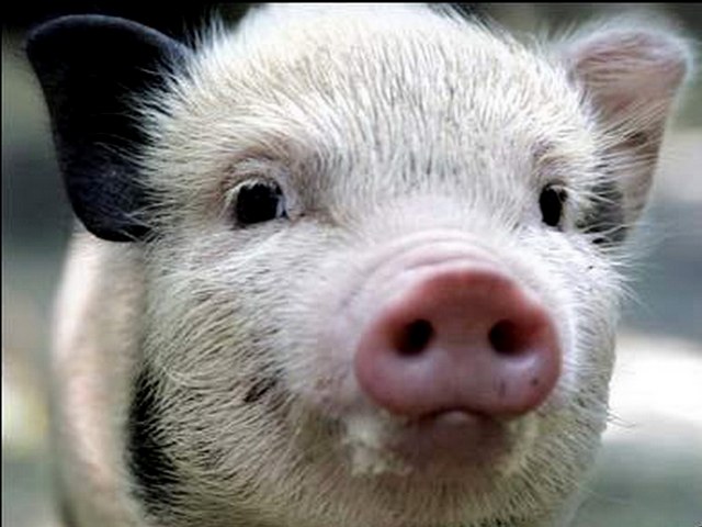 Породы свиней в Боровске | ЗооТом портал о животных