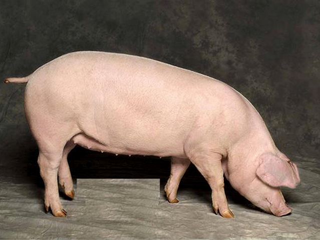 Породы свиней в Боровске | ЗооТом портал о животных