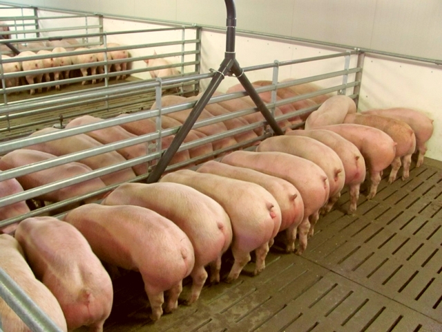 Содержание свиней и уход за ними в Боровске | ЗооТом портал о животных
