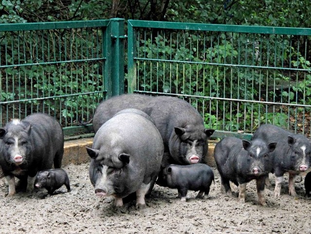 Содержание свиней и уход за ними в Боровске | ЗооТом портал о животных