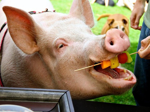Статьи о свиньях в Боровске | ЗооТом портал о животных