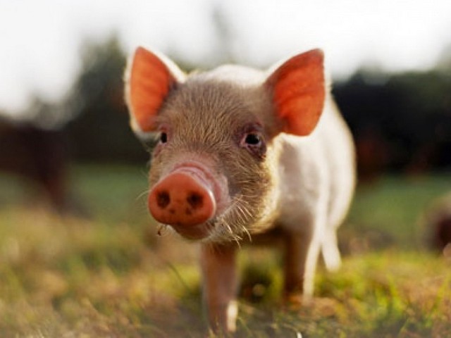 Все о свиньях в Боровске | ЗооТом портал о животных