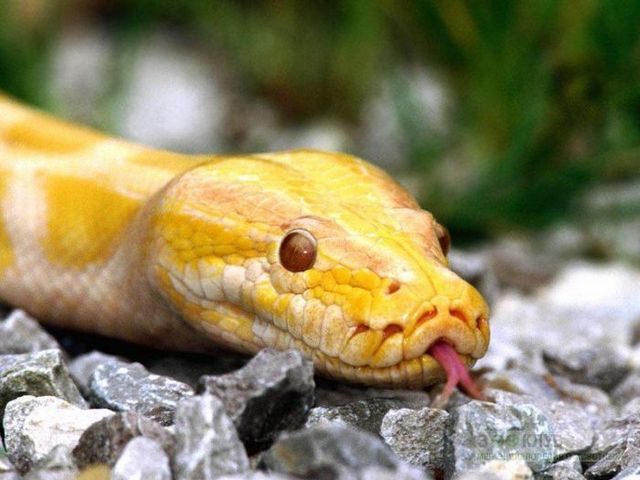 Породы змей в Боровске | ЗооТом портал о животных
