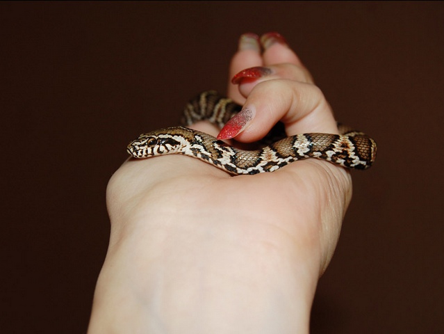 Содержание змей и уход за ними в Боровске | ЗооТом портал о животных