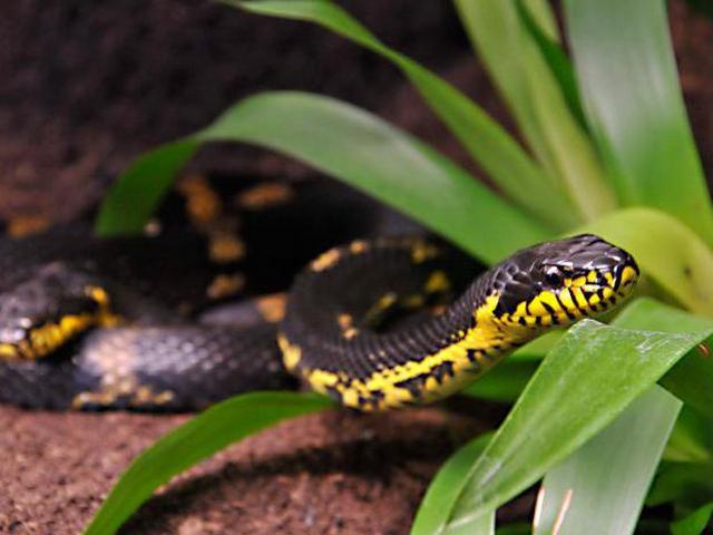 Содержание змей и уход за ними в Боровске | ЗооТом портал о животных